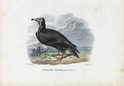 Egyptian Vulture by Raimundo Petraroja
